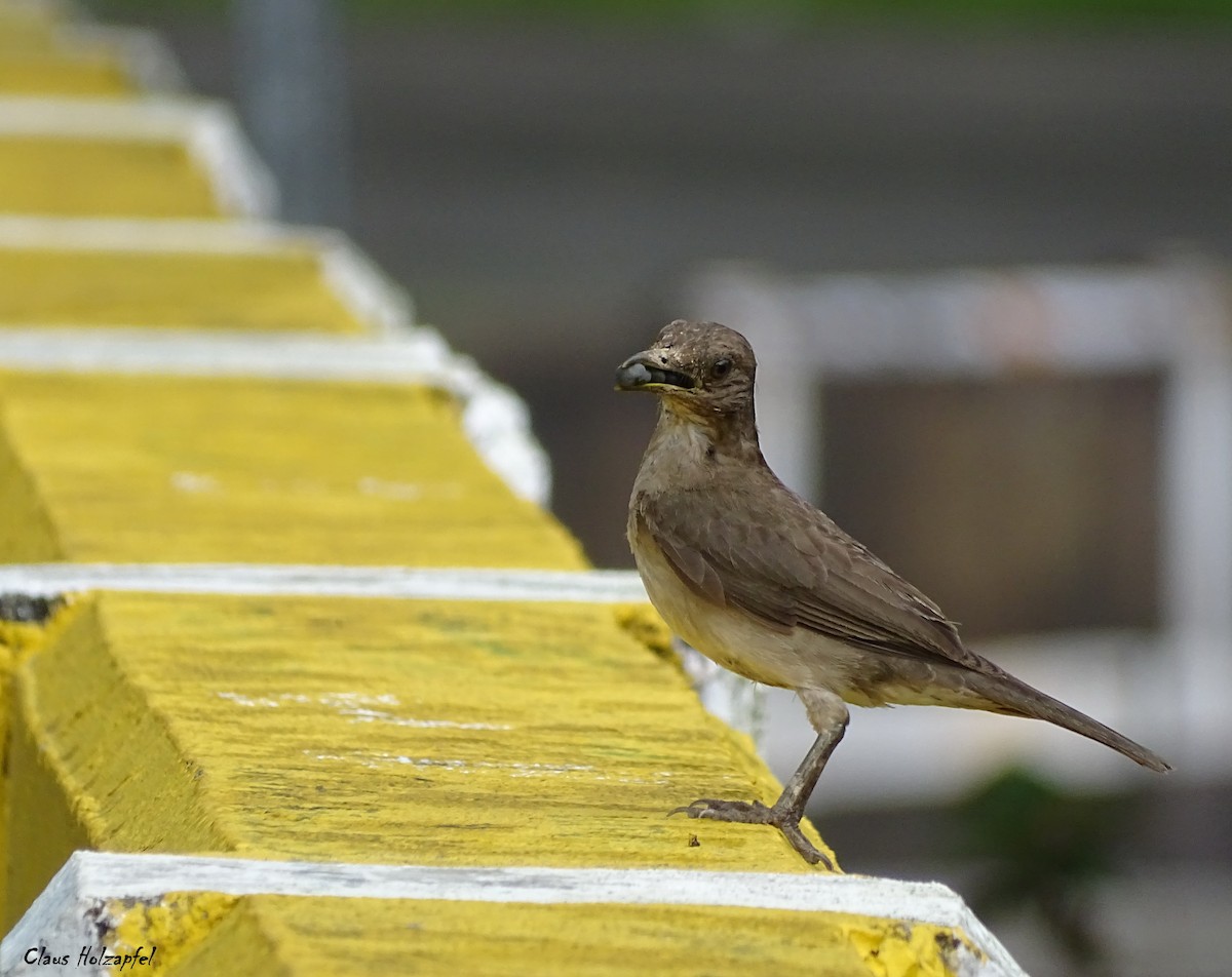 Lawrence's Thrush - ML539136851