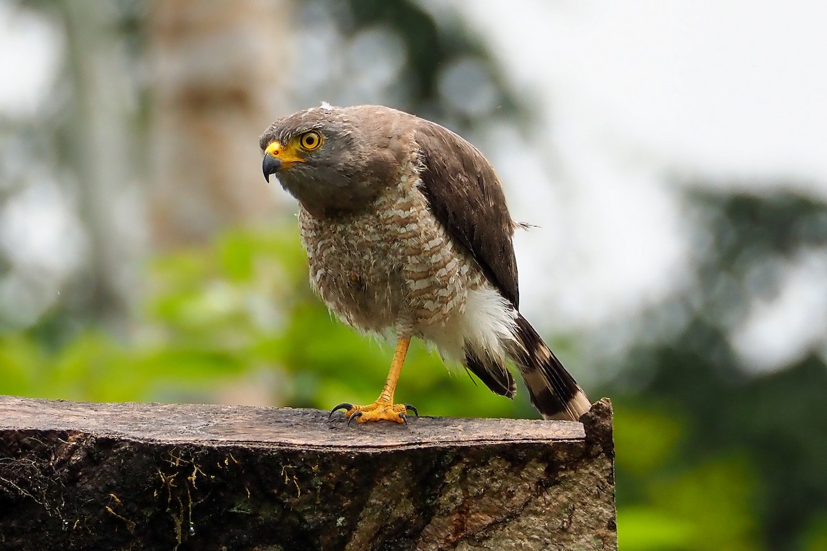 Roadside Hawk - ML539137271