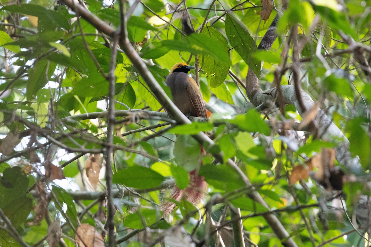 Goldie's Bird-of-Paradise - ML539137781