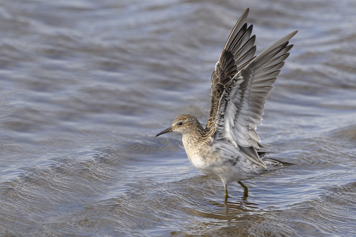 Sharp-tailed Sandpiper - ML539138121