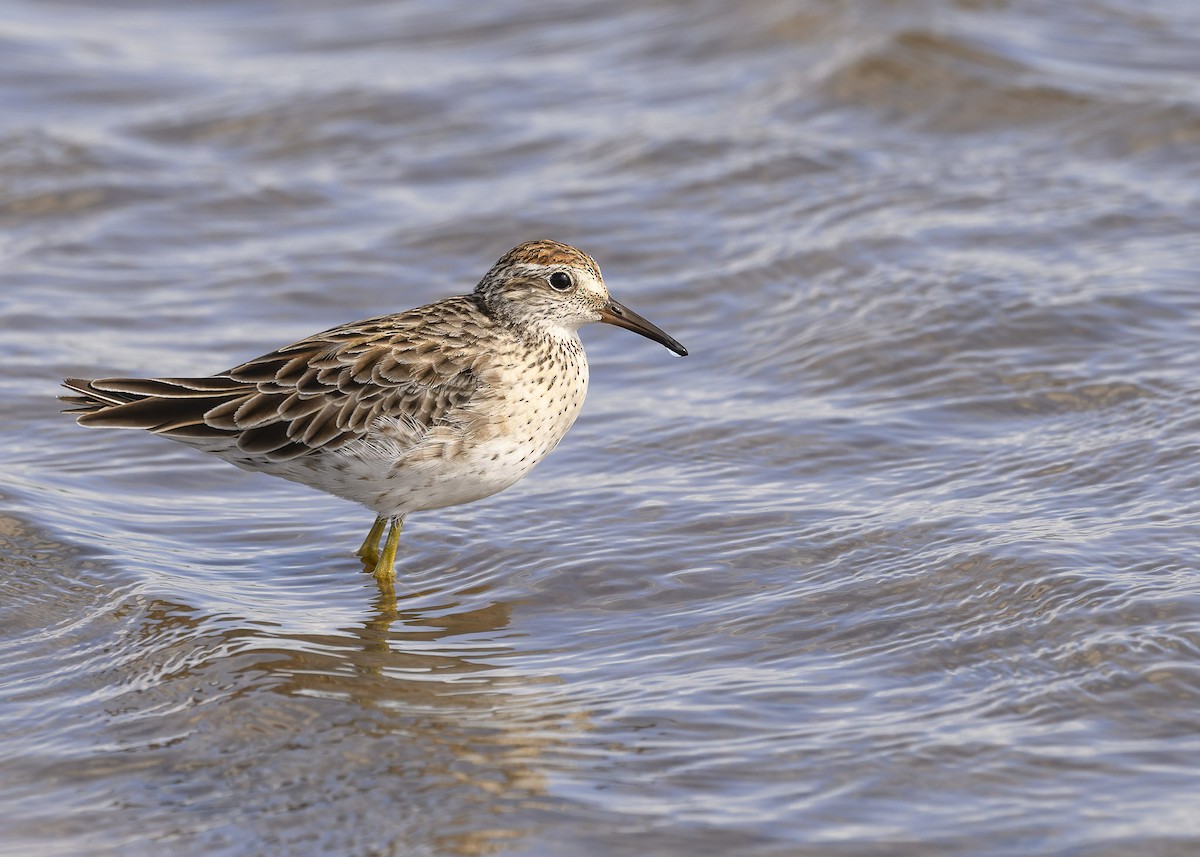 Sharp-tailed Sandpiper - ML539138131