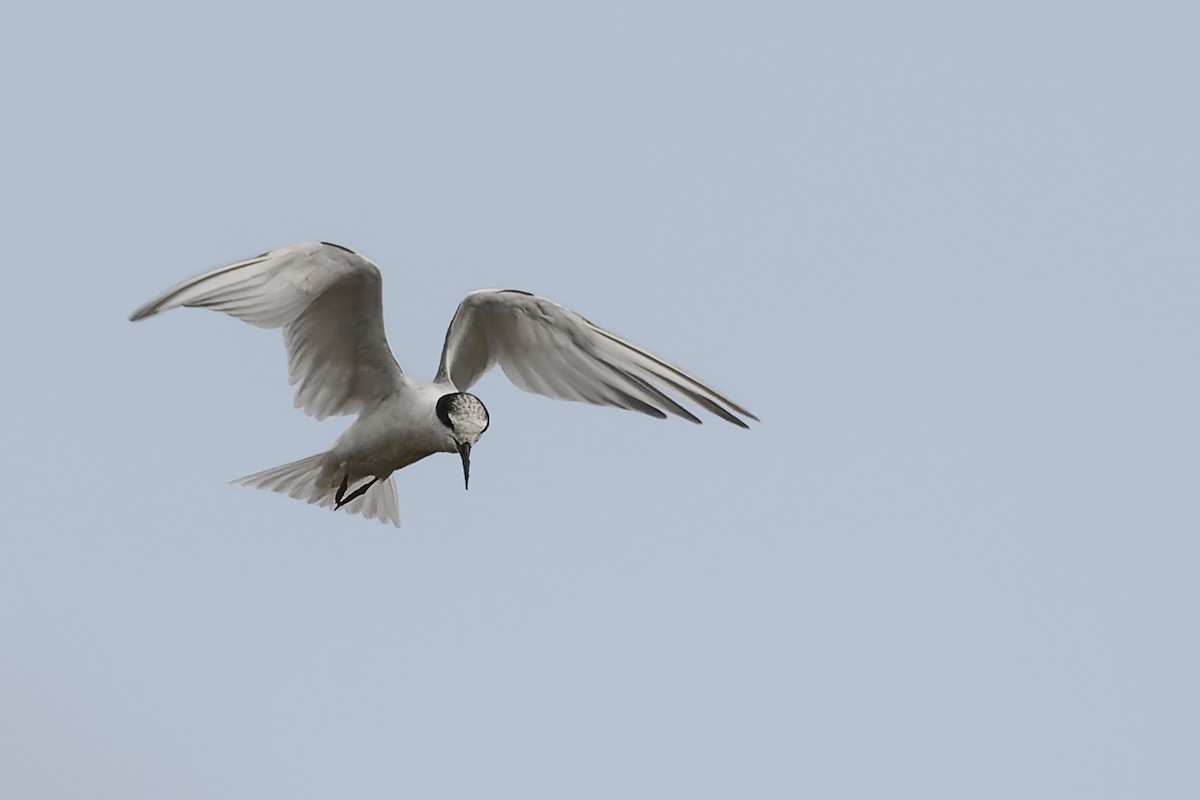 Little Tern - ML539138191