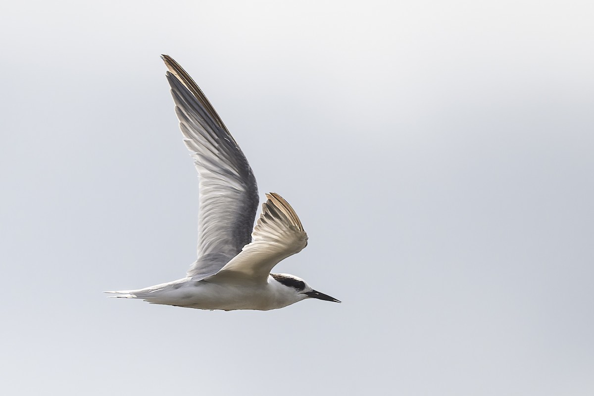 Little Tern - ML539138211