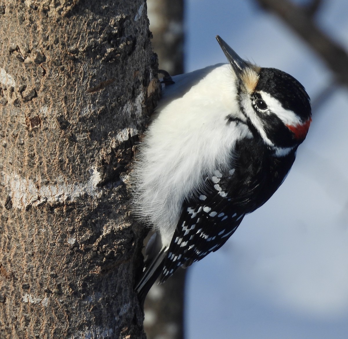 Hairy Woodpecker - kim schonning