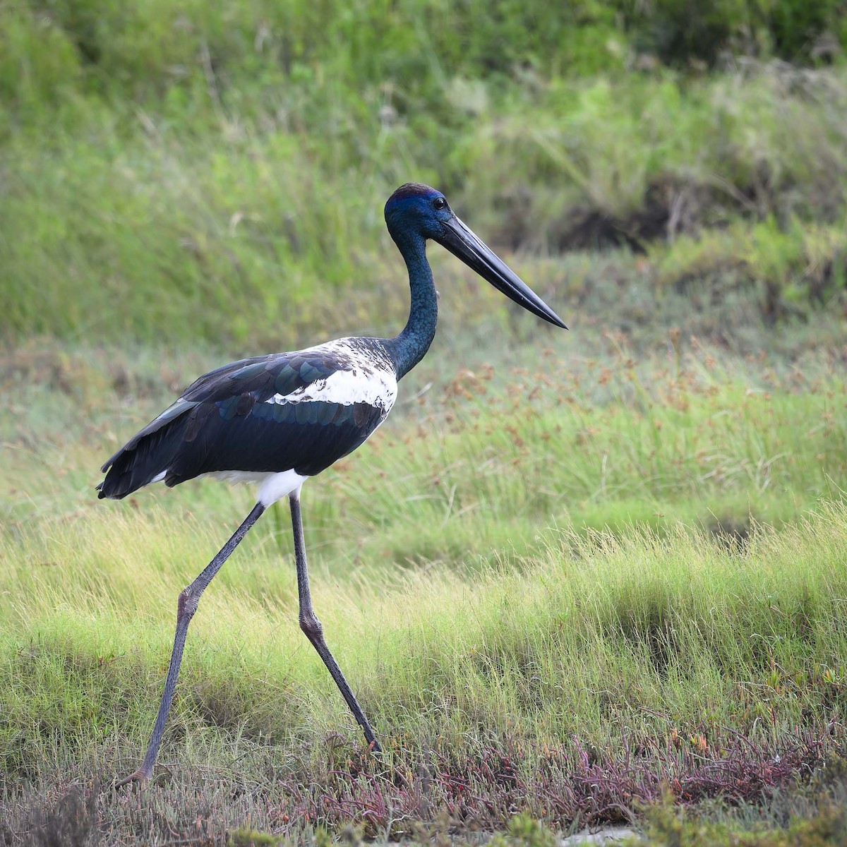 Black-necked Stork - ML539138281