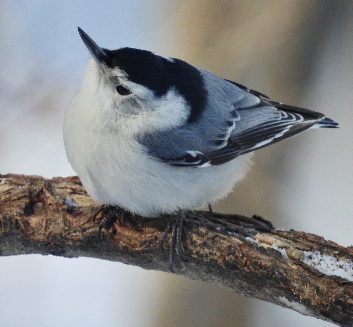 White-breasted Nuthatch - ML539138721