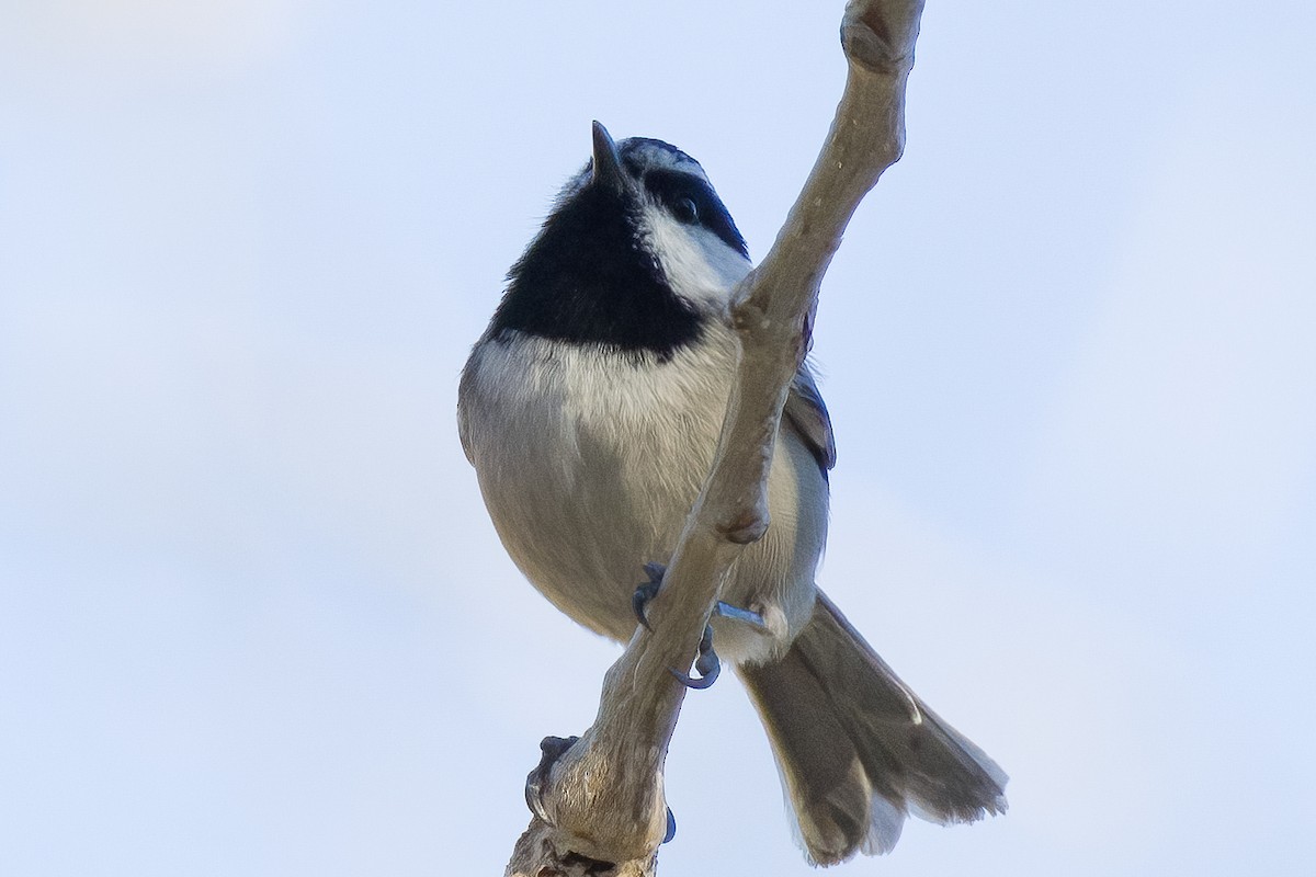 Mountain Chickadee - ML539140511