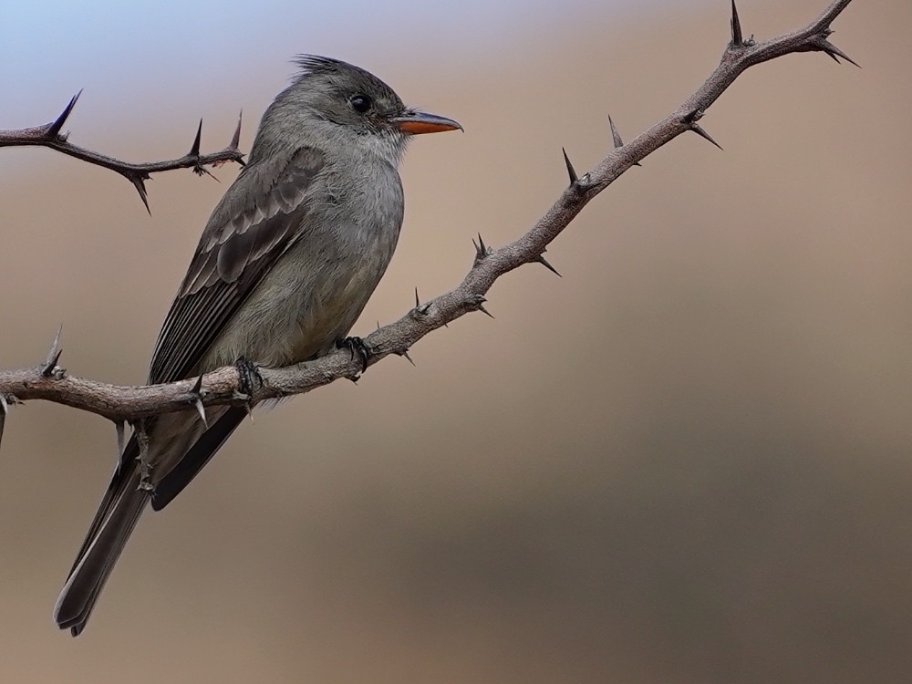 Greater Pewee - ML539140631
