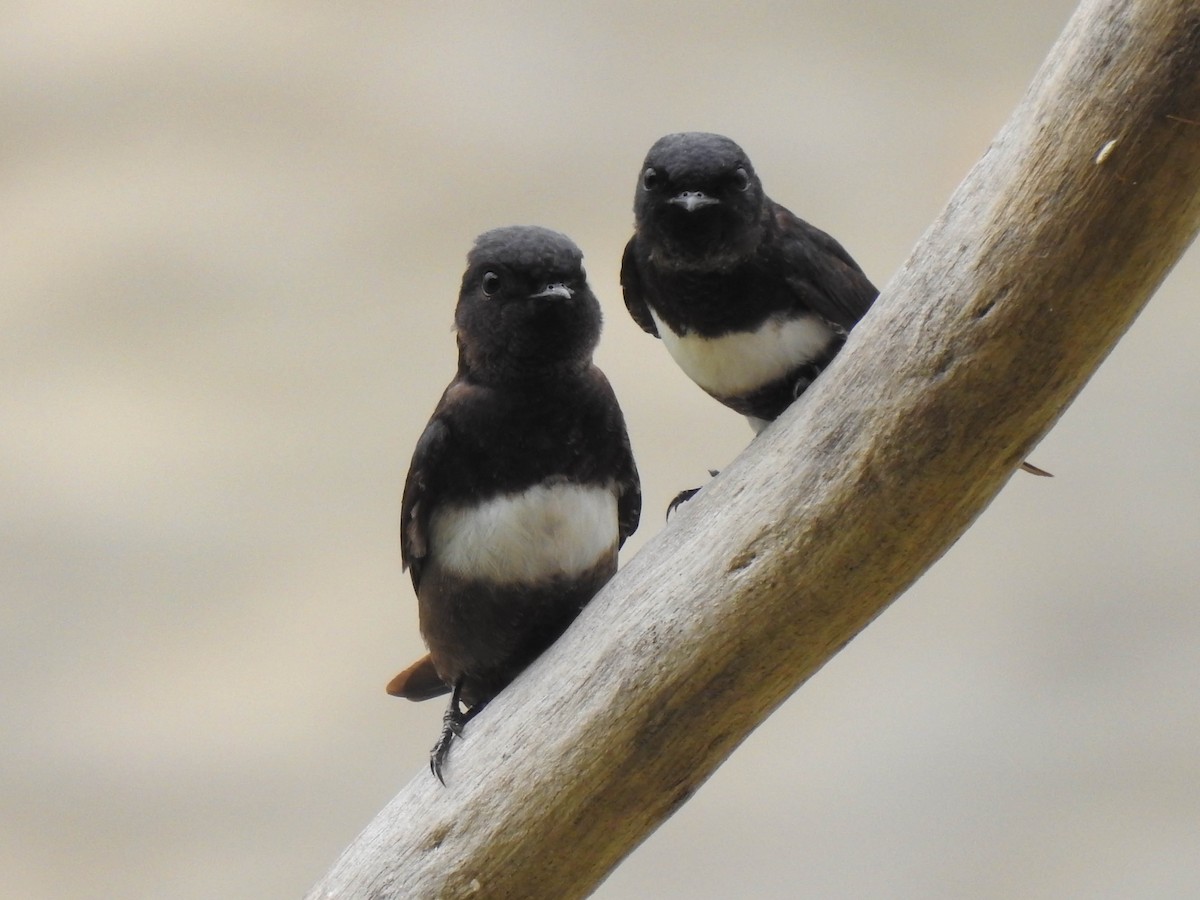 White-banded Swallow - ML539142721