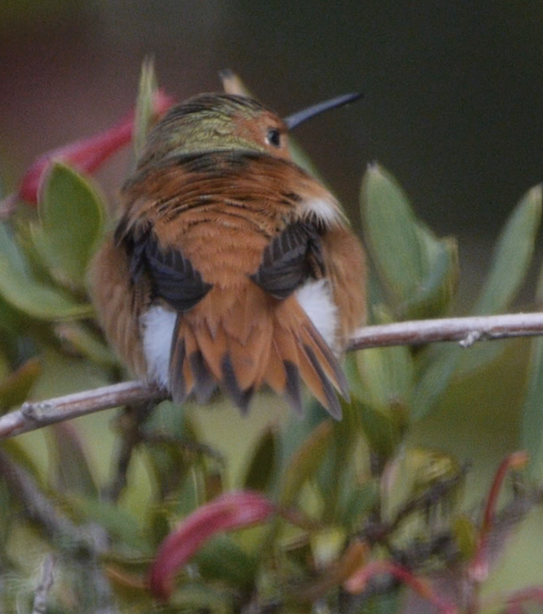 Rufous Hummingbird - Gordon Beebe