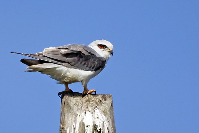 Black-winged Kite - ML53914361