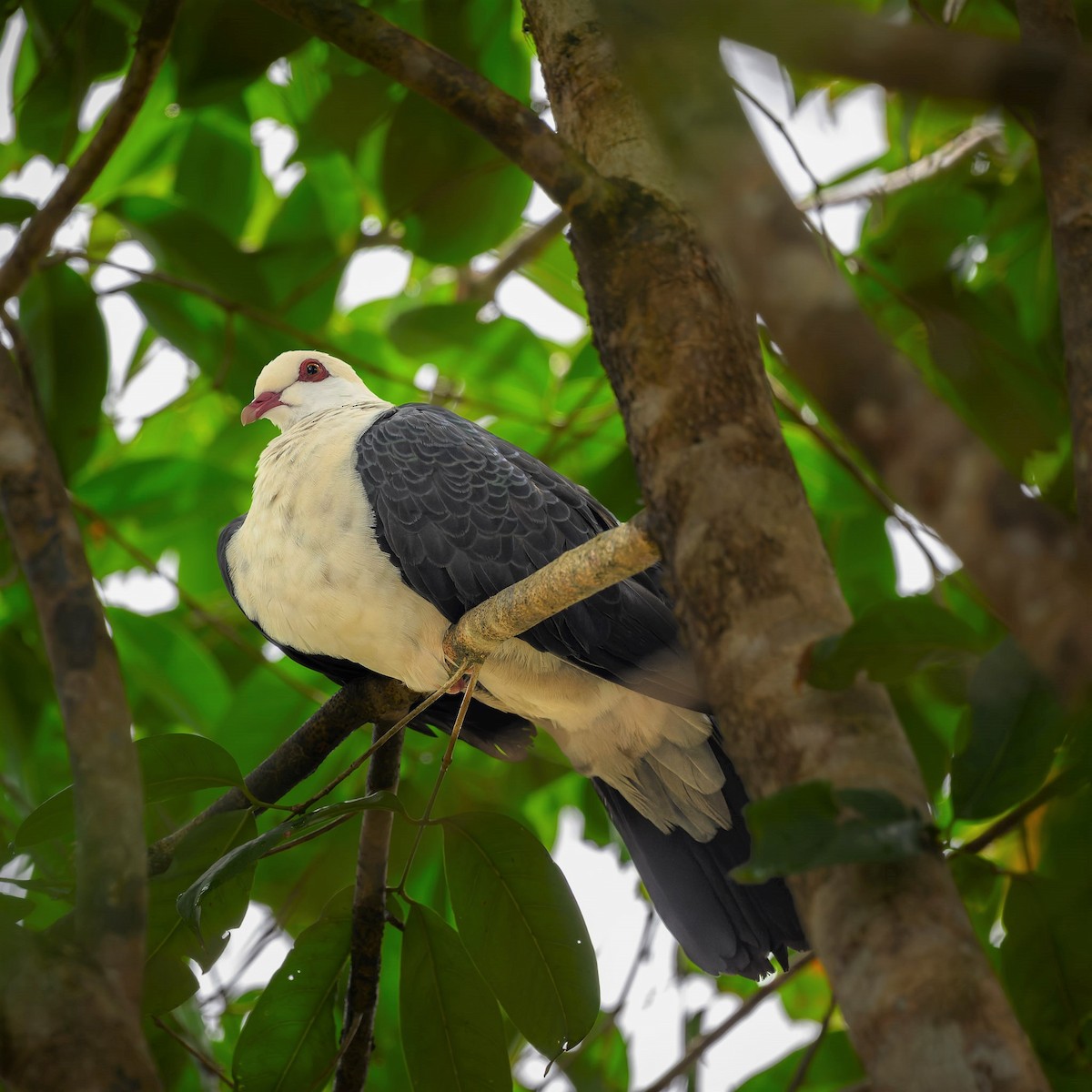 White-headed Pigeon - ML539143701