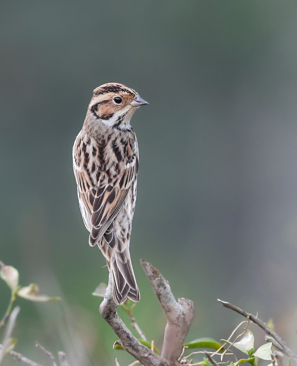 Little Bunting - Noel Foning