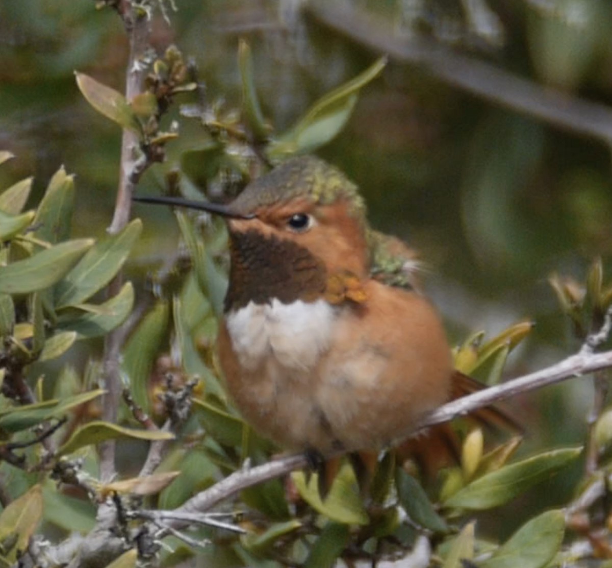 Colibrí Rufo - ML539143791