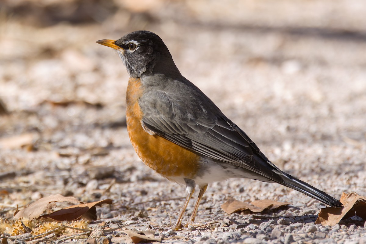 American Robin - ML539144591