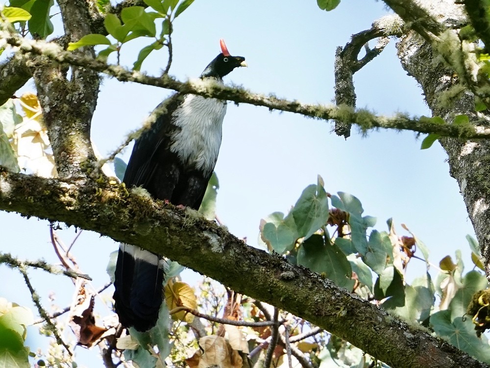 Horned Guan - ML539145241