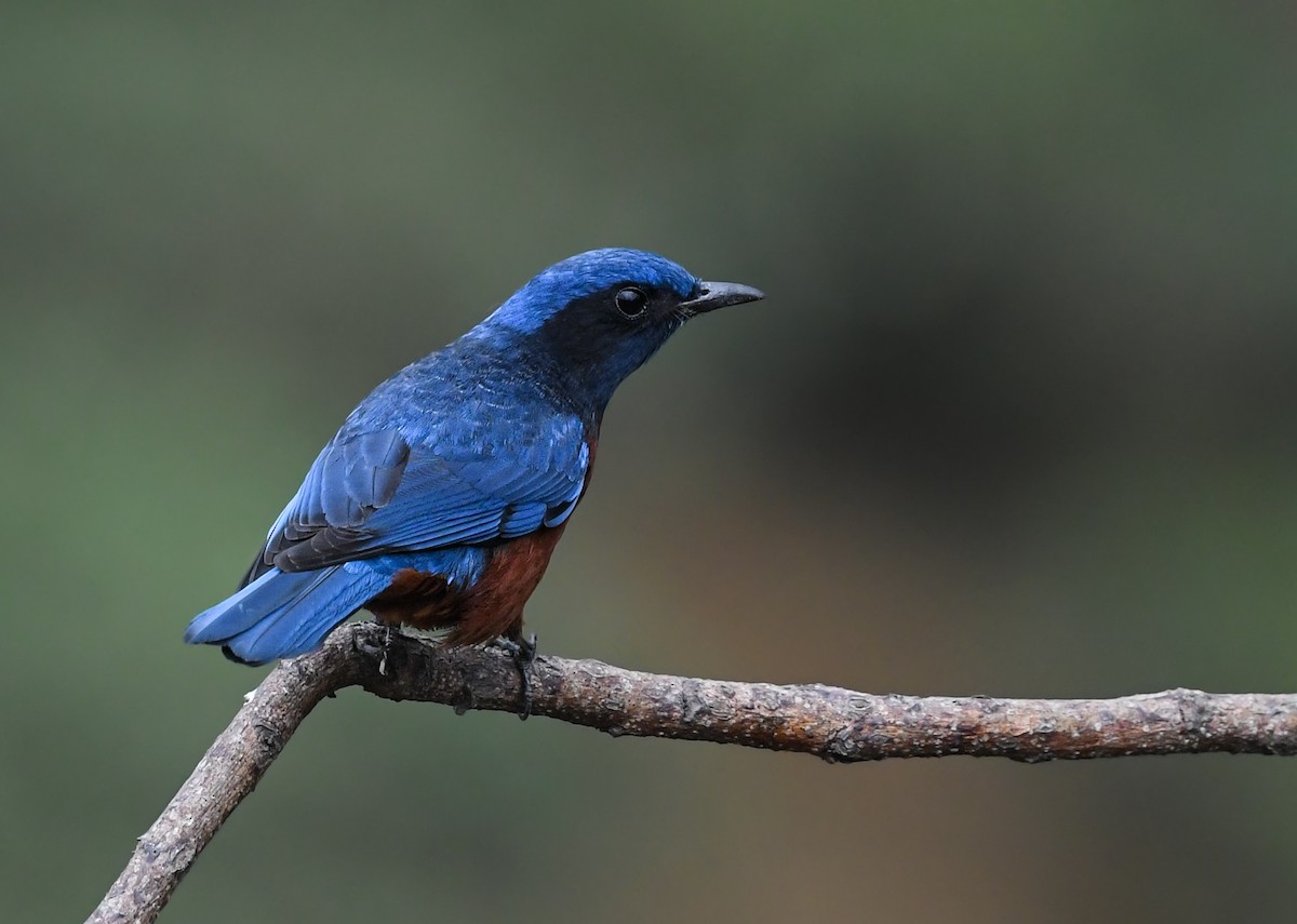 Chestnut-bellied Rock-Thrush - Noel Foning