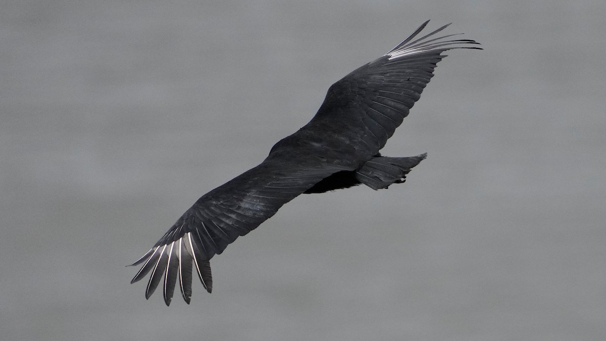 Black Vulture - ML539145861