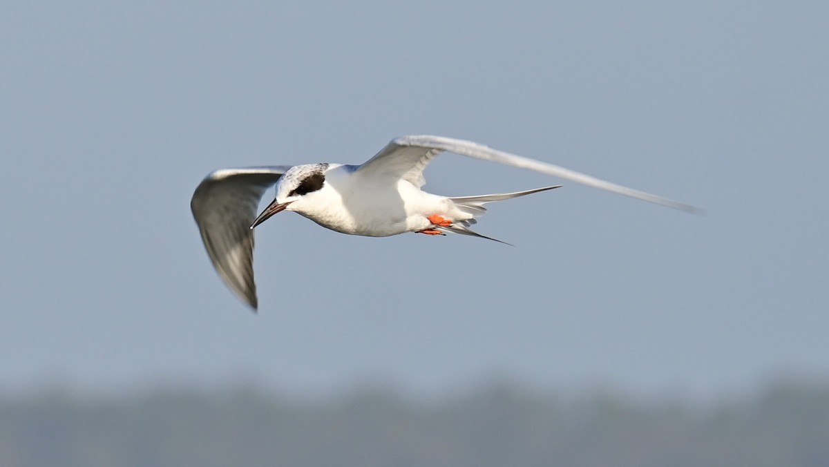 Forster's Tern - ML539146781