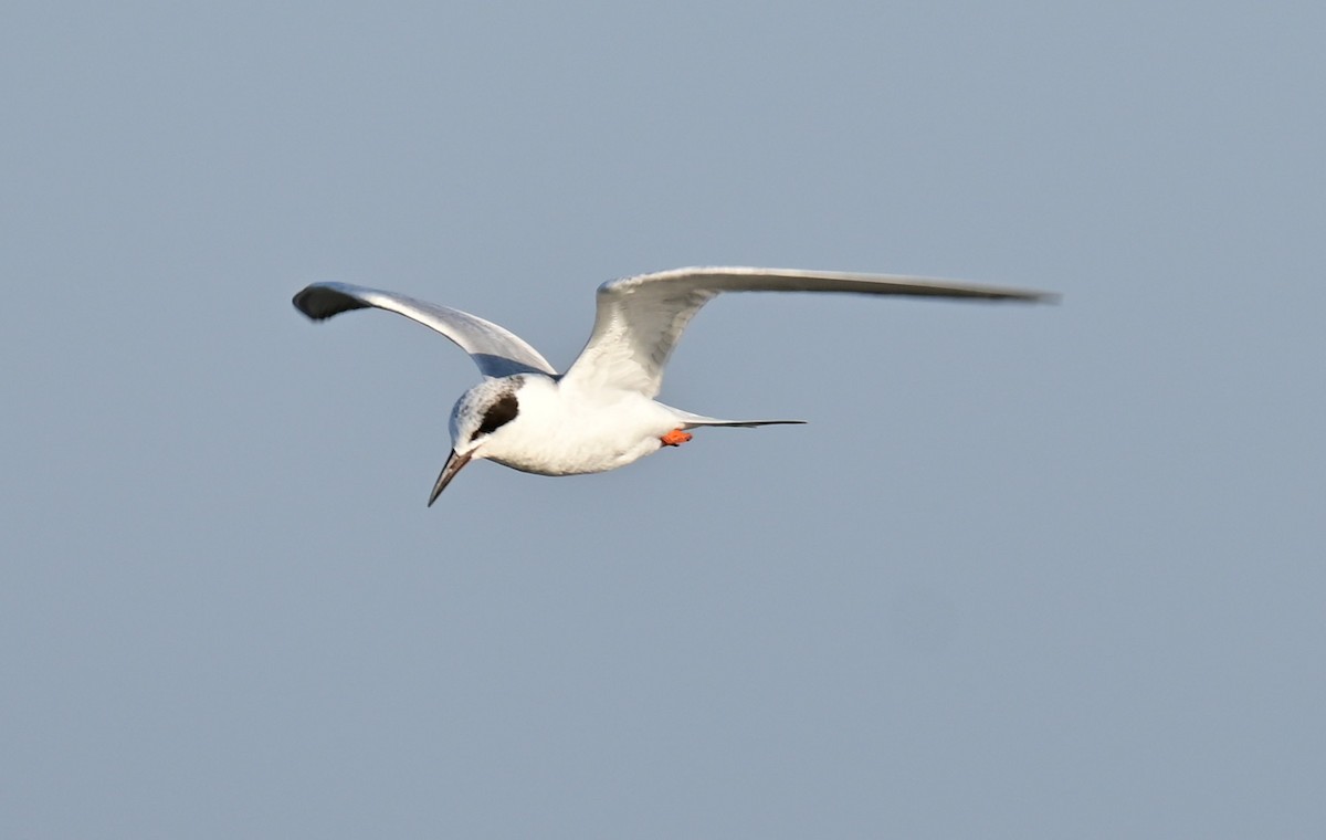 Forster's Tern - ML539146821