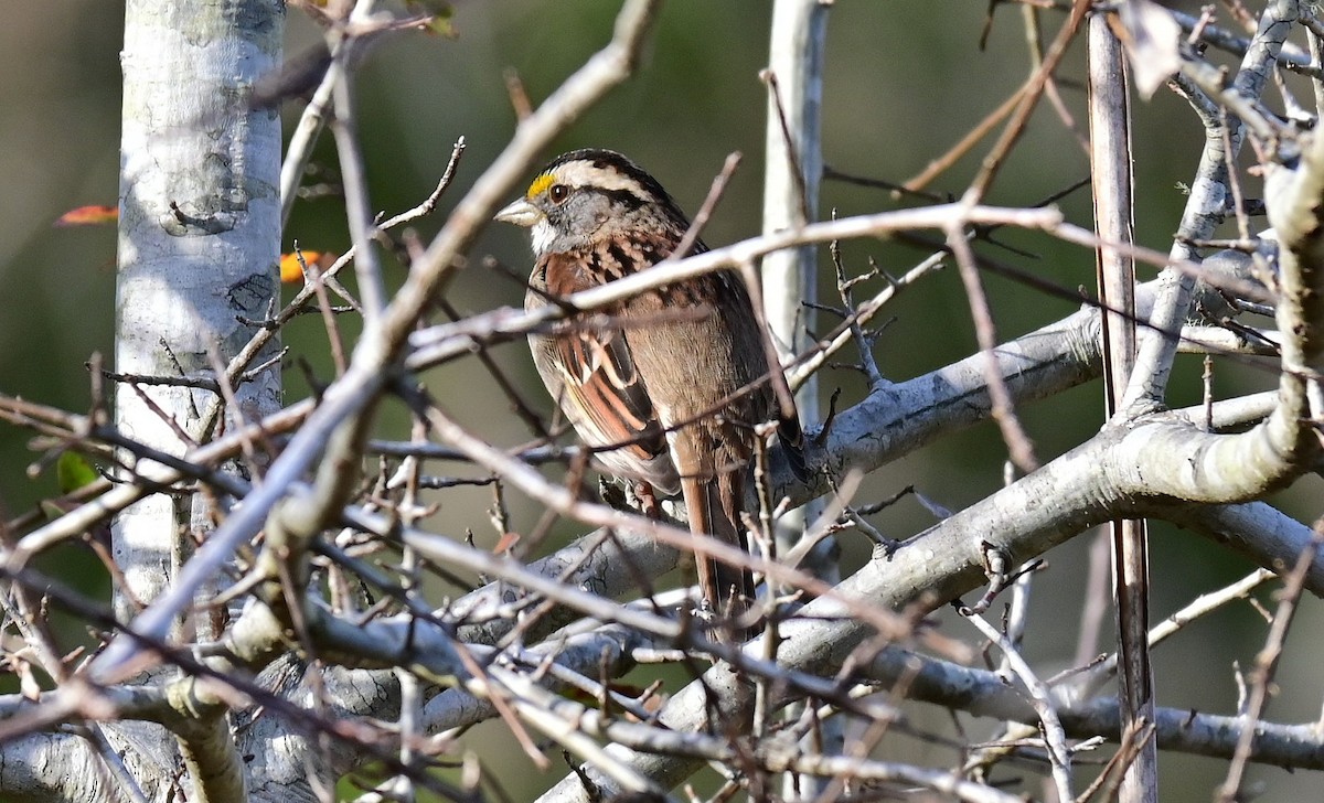 White-throated Sparrow - Carlotta Brandenburg