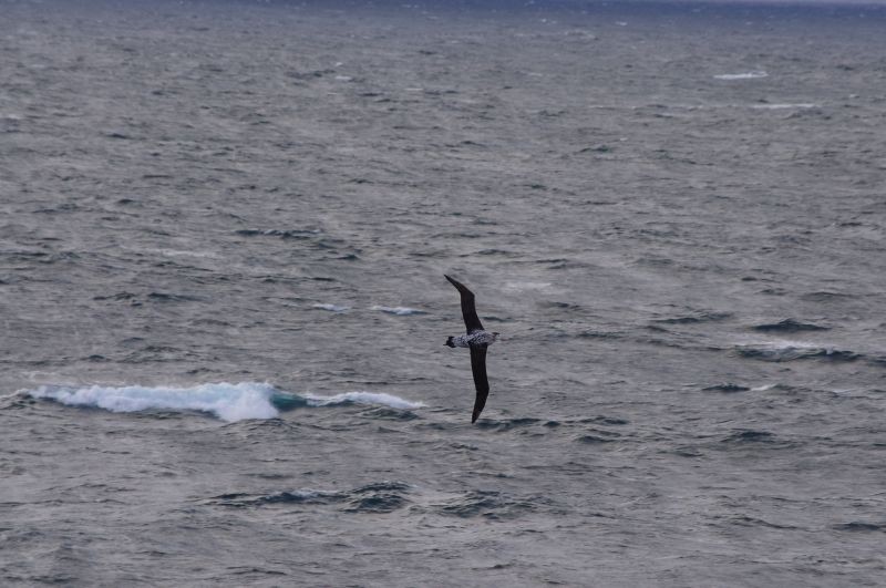 Antipodean Albatross (New Zealand) - ML539147521