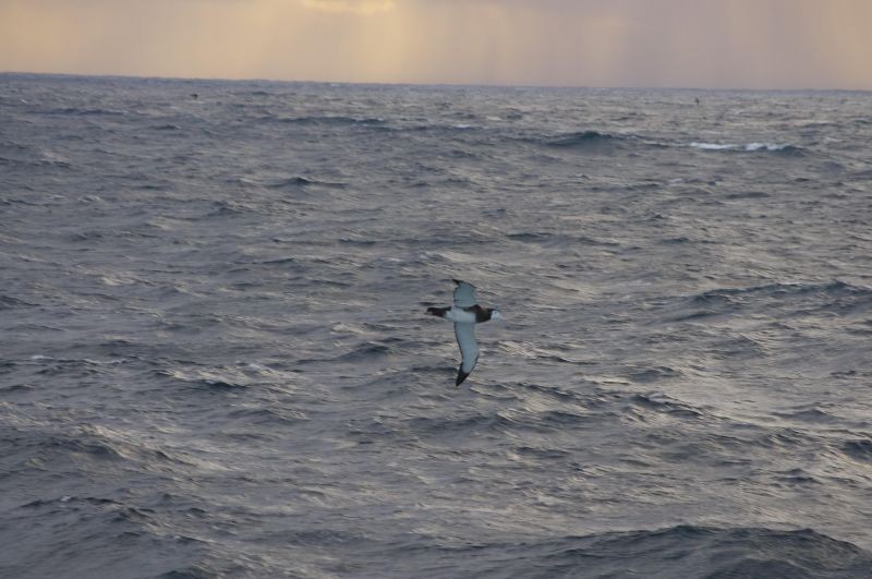 Antipodean Albatross (New Zealand) - ML539147531