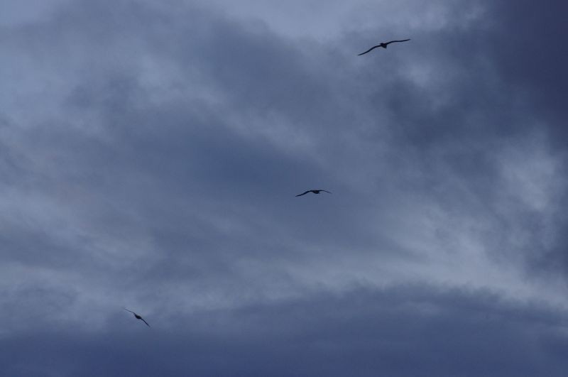 Antipodean Albatross (New Zealand) - ML539147541