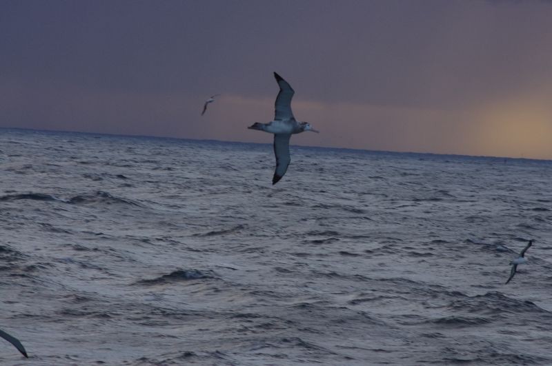 Antipodean Albatross (New Zealand) - ML539147561