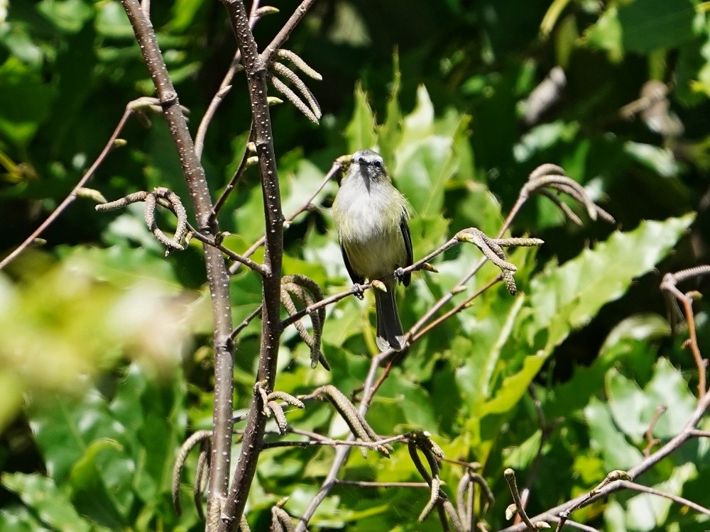 Guatemalan Tyrannulet - Carlos Ulate