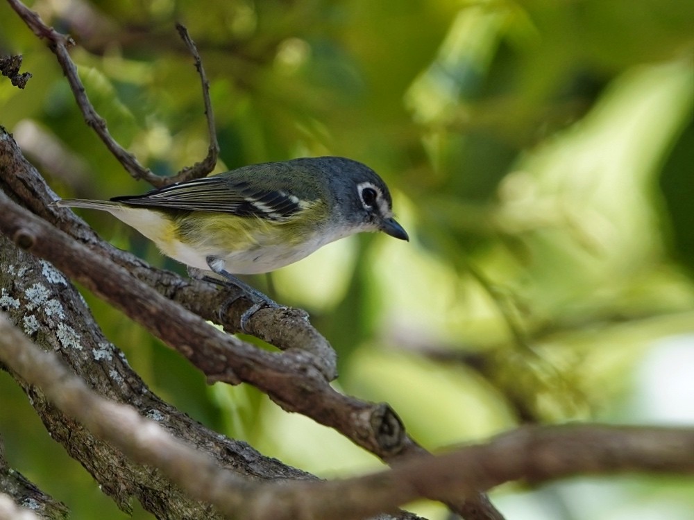 Blue-headed Vireo - ML539148011