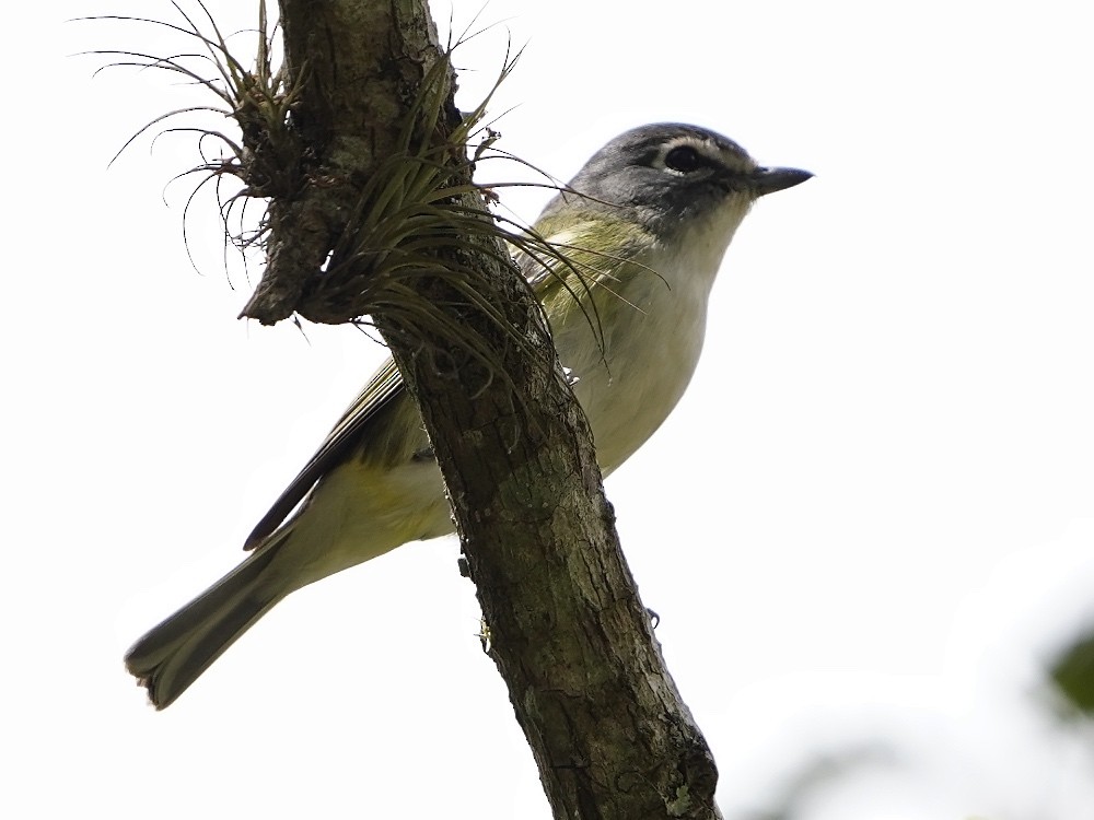 Mavi Başlı Vireo - ML539148021