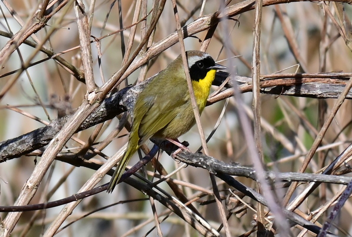 Common Yellowthroat - ML539148101