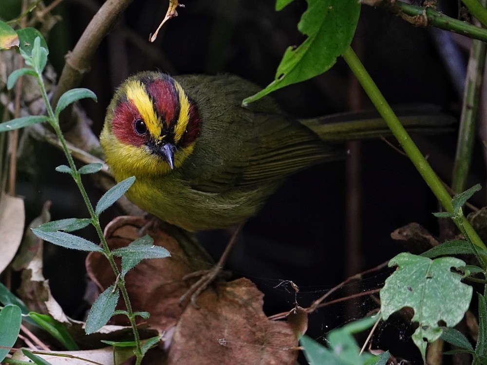 Golden-browed Warbler - ML539148391