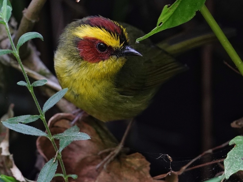 Golden-browed Warbler - ML539148401