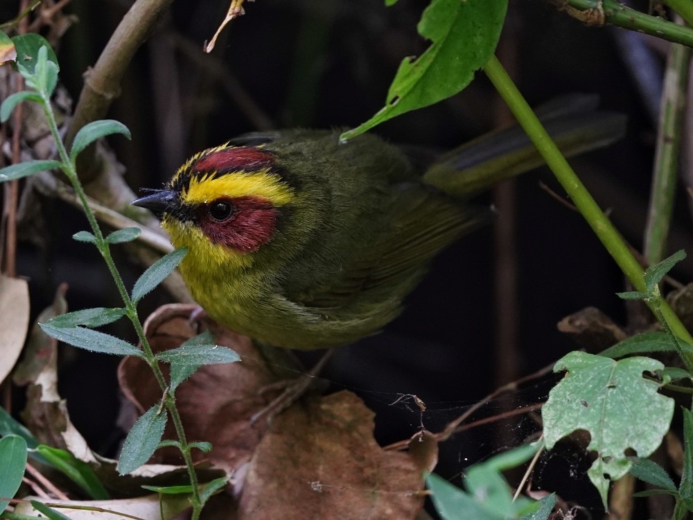 Golden-browed Warbler - ML539148411