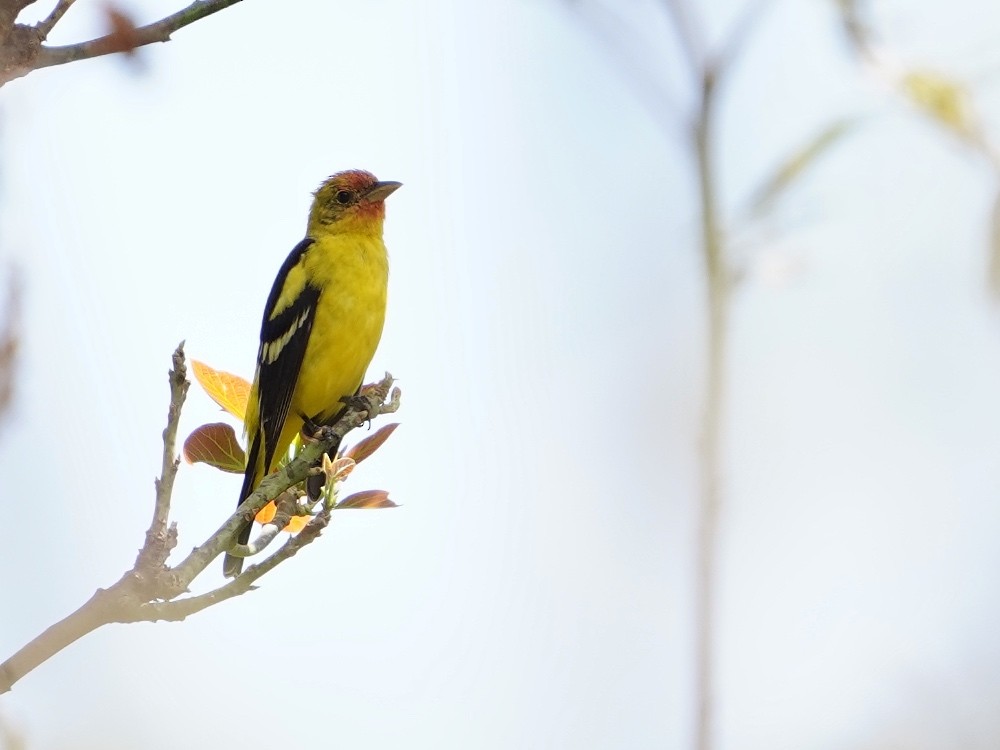 Western Tanager - Carlos Ulate