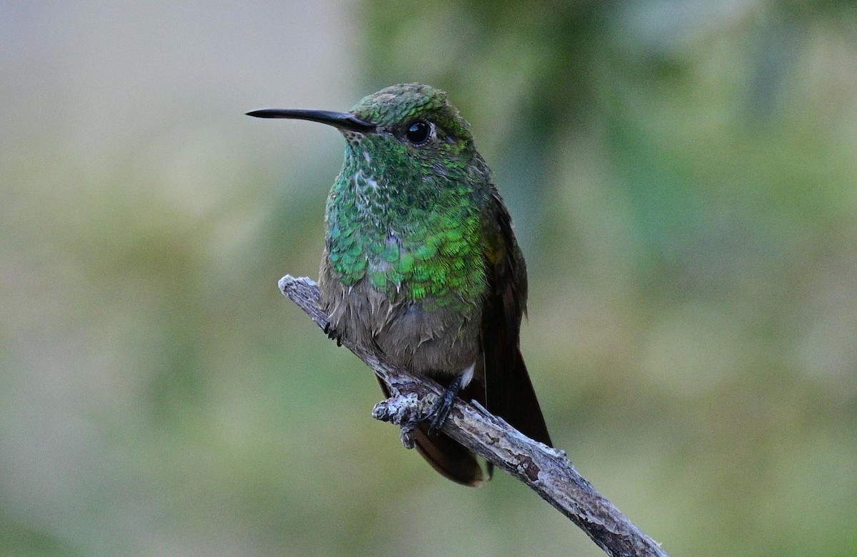 Berylline Hummingbird - ML539149091