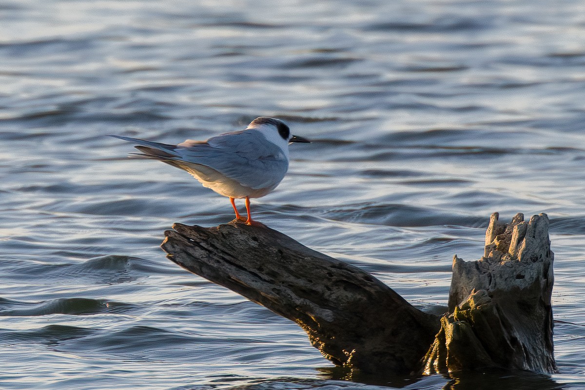 Forster's Tern - ML539149311