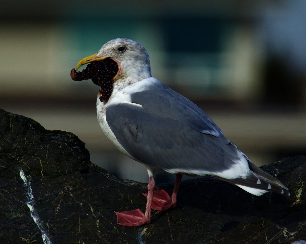 Glaucous-winged Gull - Charlotte Allen