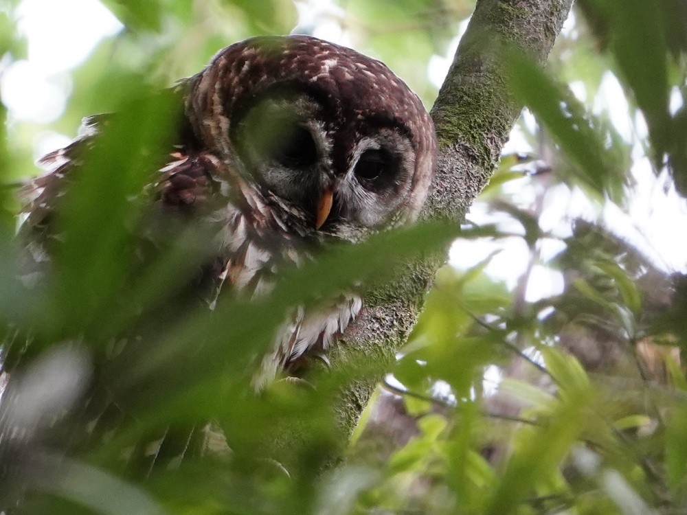 Fulvous Owl - ML539149931