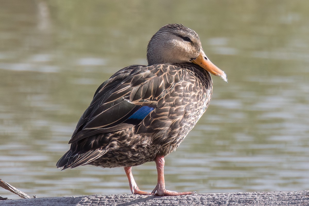 Mottled Duck - Linus Blomqvist