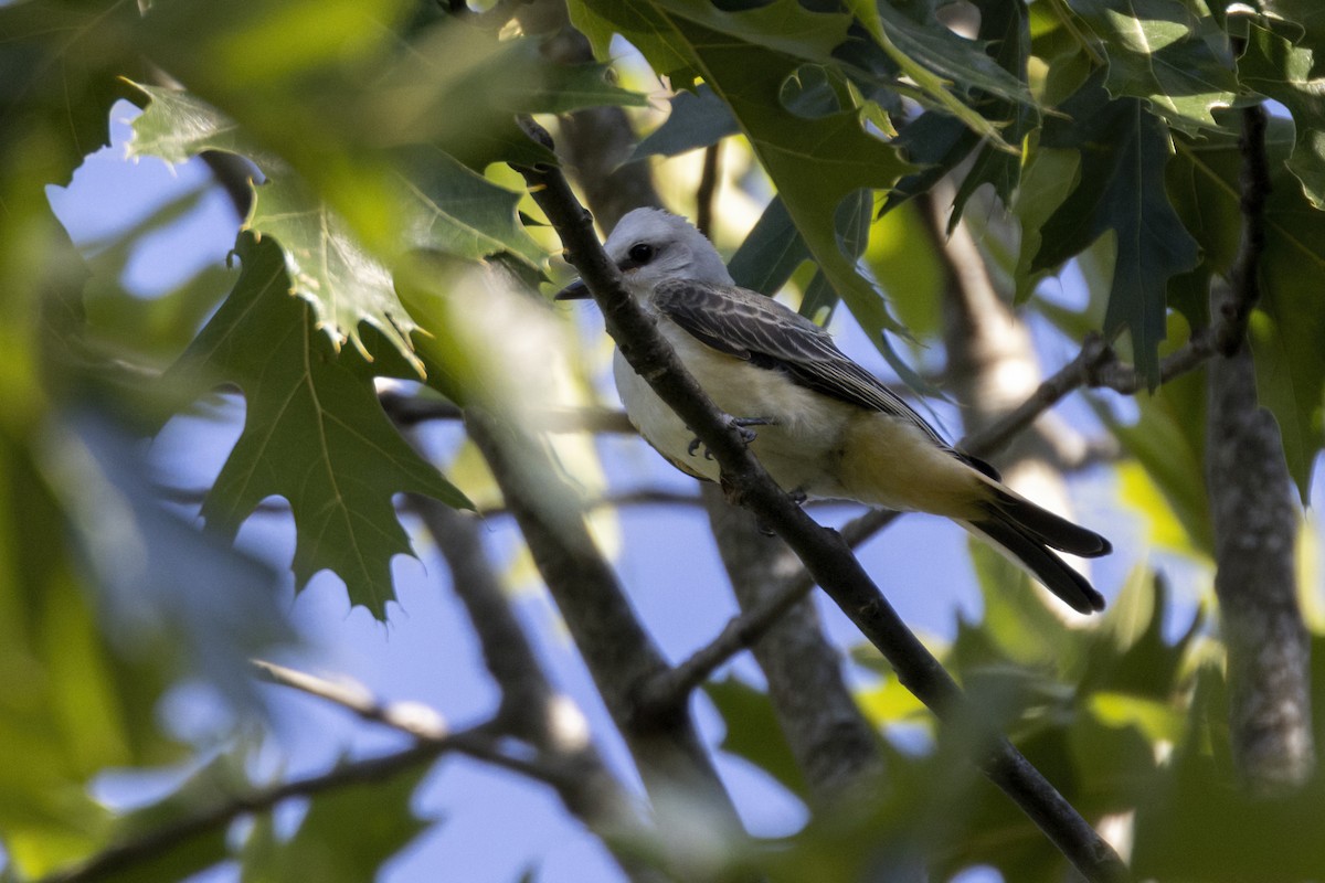 Scissor-tailed Flycatcher - ML539151371