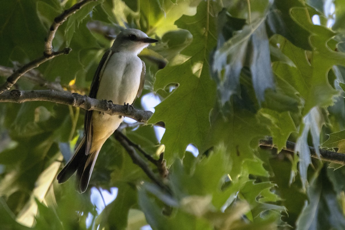 Scissor-tailed Flycatcher - ML539151381