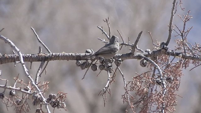 Mésange des genévriers - ML539151461