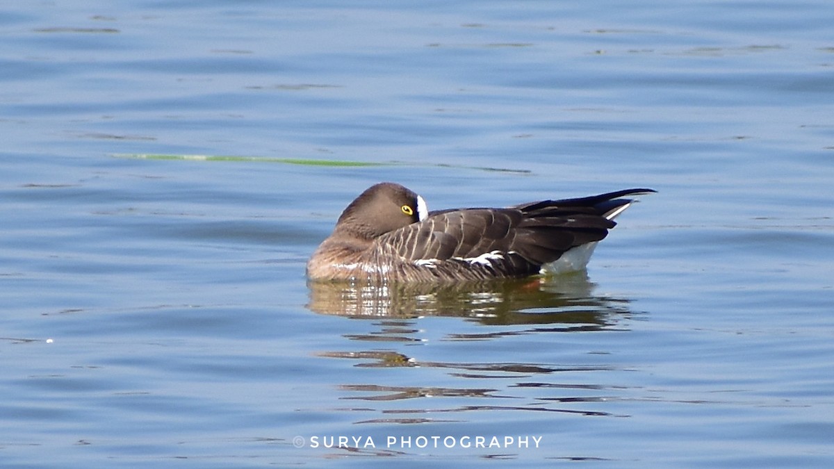 Lesser White-fronted Goose - ML539152071