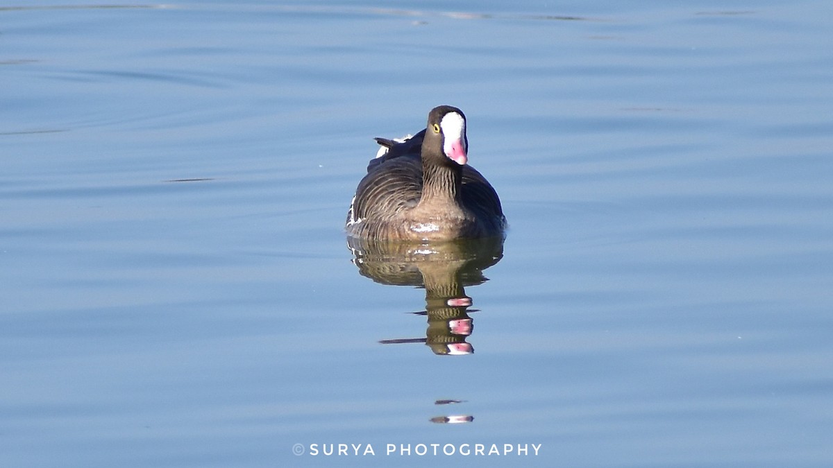 Lesser White-fronted Goose - ML539152081