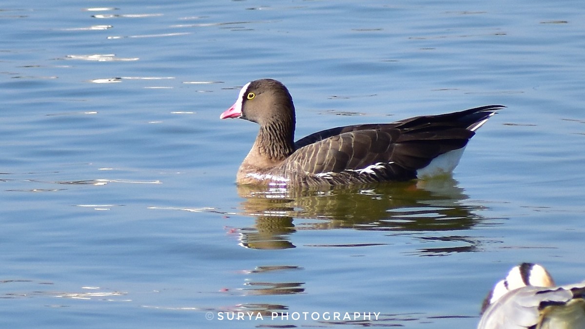 Lesser White-fronted Goose - ML539152091