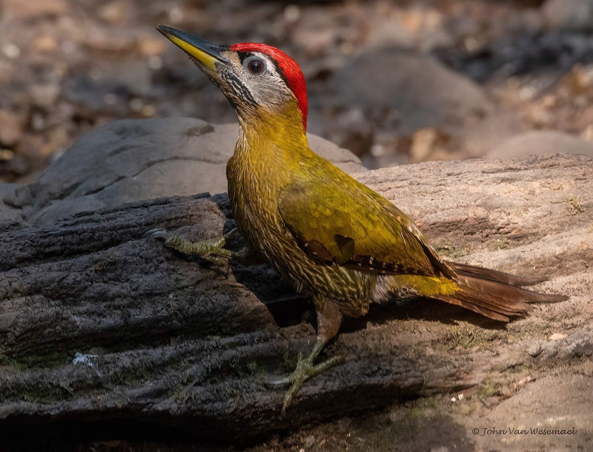 Streak-breasted Woodpecker - ML539153281