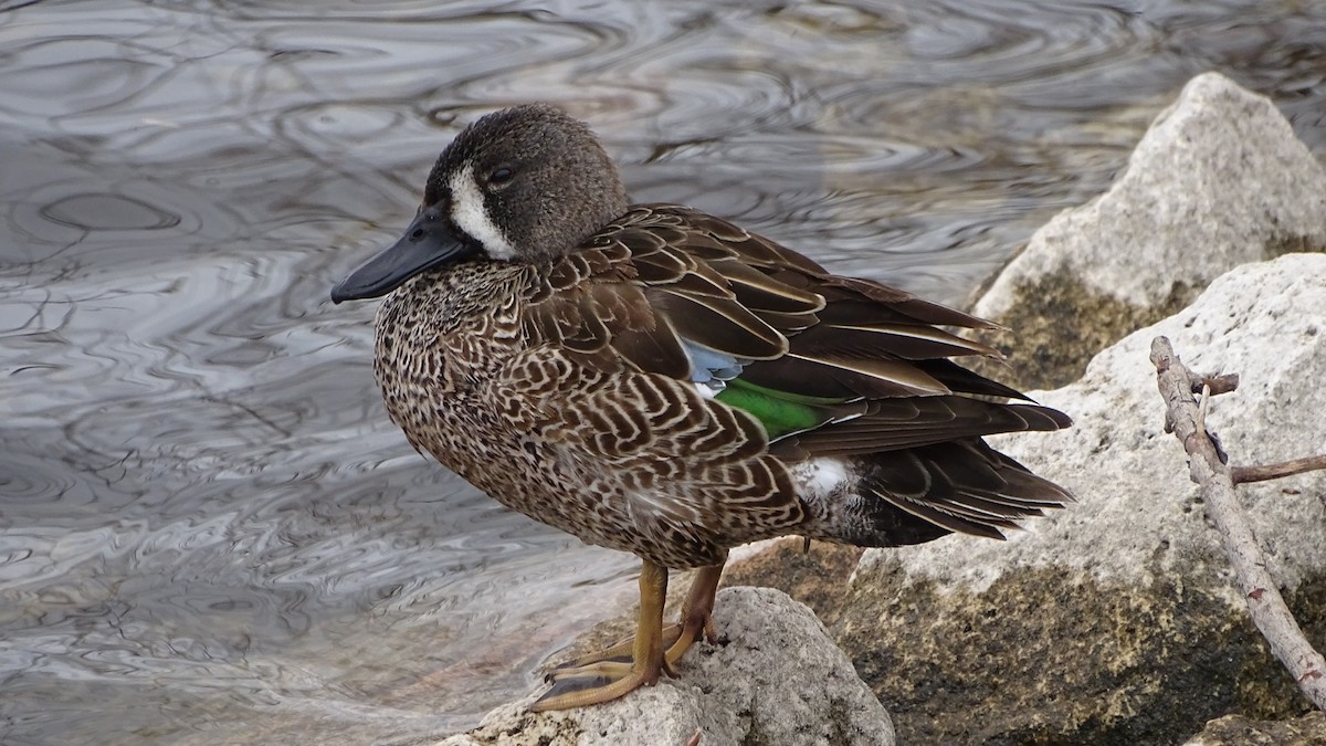 Blue-winged Teal - Amy Simmons